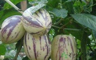 茄瓜发霉可以吃