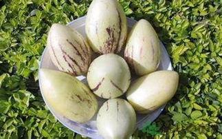 茄瓜发霉可以吃