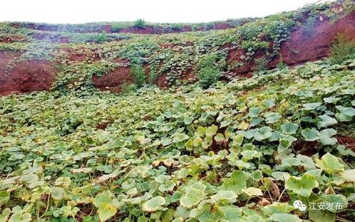 江晴朗吃瓜,揭秘娱乐圈幕后真相