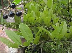 吃黄王瓜,探寻黄王瓜的独特风味与养生奥秘