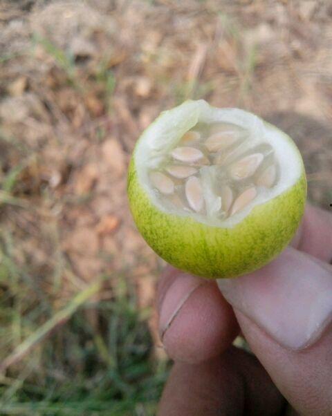 小野玉子吃瓜,揭秘娱乐圈幕后故事