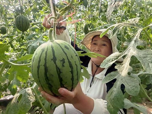 村里面吃瓜,热闹非凡的乡村夏日生活剪影