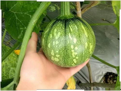 吃瓜上海major,一场电竞盛宴的狂欢与激情  第1张