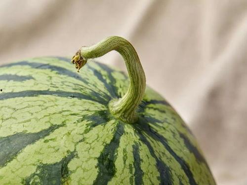 吃瓜上海major,一场电竞盛宴的狂欢与激情  第3张