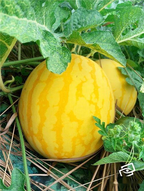 海经贸吃瓜,一场吃瓜群众的狂欢盛宴  第1张