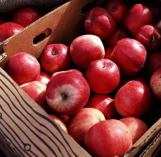 苹果大福吃瓜,吃瓜群众的甜蜜诱惑