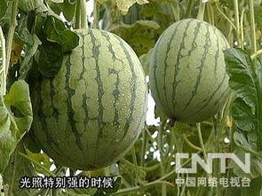 洗完瓜可以吃吗,洗完瓜可以直接食用吗？