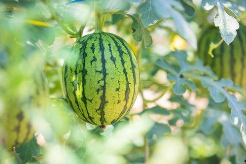 淮南寿县哪里吃瓜最好,探寻最佳吃瓜胜地