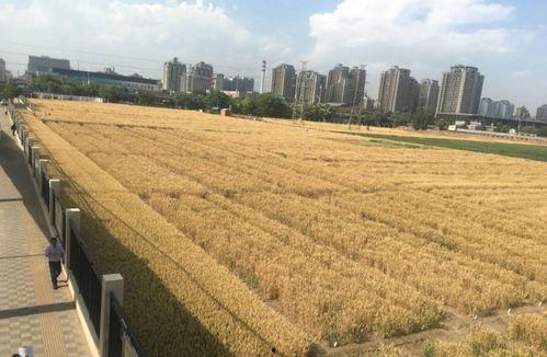 羊山吃瓜事件,一场引发社会热议的乡村奇闻