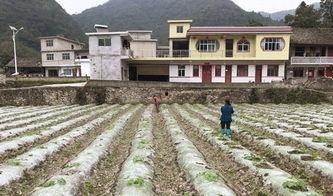 羊山吃瓜事件,一场引发社会热议的乡村奇闻