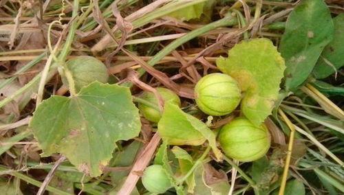 吃野瓜不吃野瓜