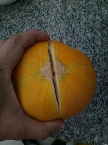 交院的吃瓜,揭秘校园里的那些“吃瓜”趣事