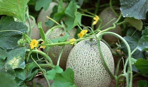 tnt吃西瓜哈密瓜,西瓜与哈密瓜的甜蜜对决