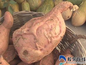 吃红薯和大瓜能混吃么,红薯与大瓜混食的适宜性探讨