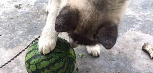 土狗吃瓜,揭秘农村生活的趣味瞬间