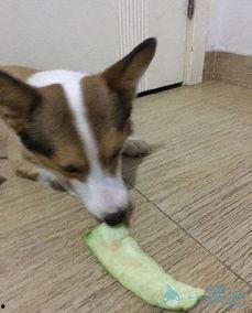 土狗吃瓜,揭秘农村生活的趣味瞬间