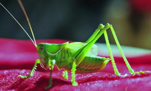 蝈蝈吃京瓜,一场夏日里的奇妙邂逅