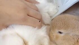 吃瓜小兔画画,趣味盎然的童话之旅