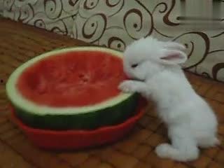 吃瓜小兔画画,趣味盎然的童话之旅