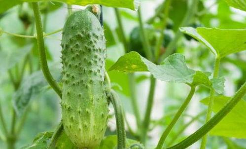 梦见走进瓜地吃瓜,瓜地寻味之旅