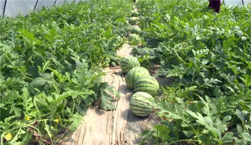 武安最近吃瓜新闻,揭秘本地热点事件背后的故事