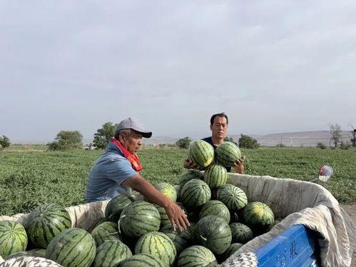 长角牛吃瓜,探寻草原上的独特饮食习惯