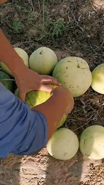 吃瓜打开是白屏,揭秘“吃瓜”背后的白屏之谜