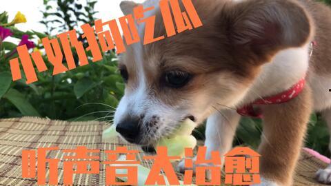 吃瓜狗看监控,吃瓜狗的日常趣事