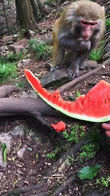 奥克兰小猴子吃瓜,一场欢乐的夏日盛宴