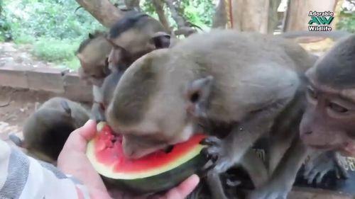 奥克兰小猴子吃瓜,一场欢乐的夏日盛宴