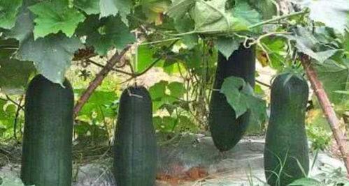 树屋吃瓜,揭秘网络热议背后的故事