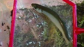 赤脚小蛇吃瓜,赤脚小蛇的瓜田奇遇记