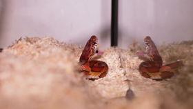 赤脚小蛇吃瓜,赤脚小蛇的瓜田奇遇记