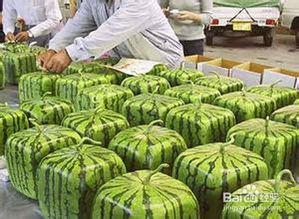 邯郸水城吃瓜事件  第2张