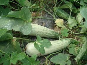 羊角瓜怎么吃最好