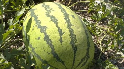 旱吃果涝吃瓜,果瓜双丰收的智慧生活 第2张 旱吃果涝吃瓜,果瓜双丰收的智慧生活 第2张