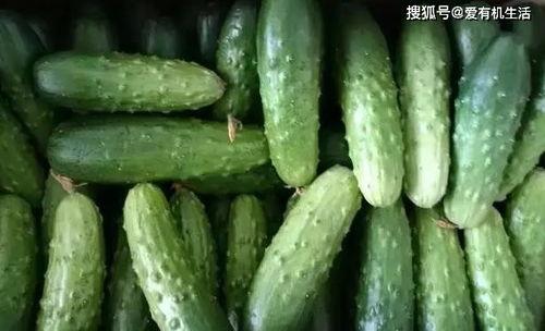 旱吃果涝吃瓜,果瓜双丰收的智慧生活 第3张 旱吃果涝吃瓜,果瓜双丰收的智慧生活 第3张