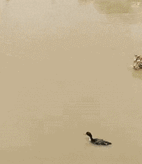 幽幽子吃瓜gif,揭秘网络红人的日常趣味瞬间